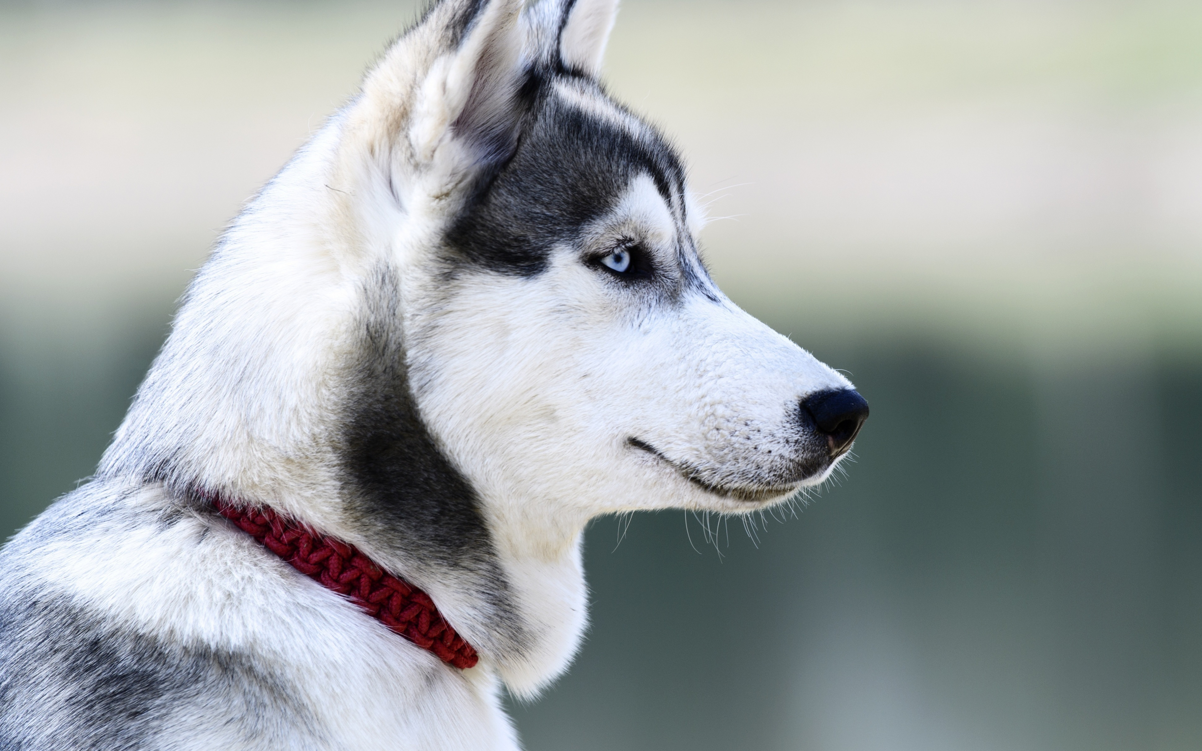 1280x1024 Siberian Husky Dog Breed 1280x1024 Resolution HD 4k Wallpapers,  Images, Backgrounds, Photos and Pictures