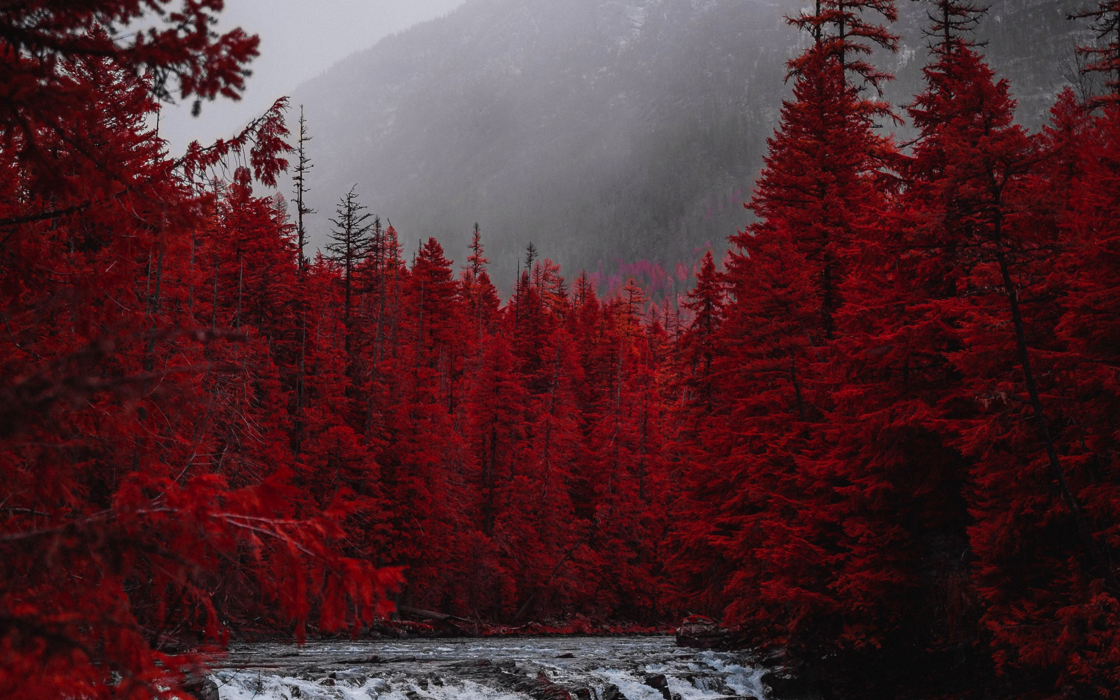Красные ели в природе. Природа. Красный пейзаж. Красный лес. Красное дерево.