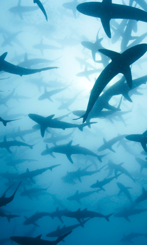 Sharks, deadly fishes, underwater, 480x800 wallpaper