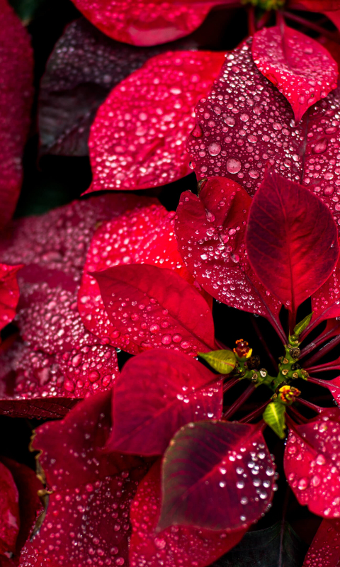 Colorful red leaves, nature, plant, close up, 480x800 wallpaper