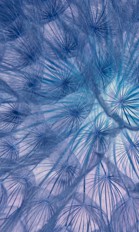 Flower, threads, close-up, dandelion, 480x800 wallpaper
