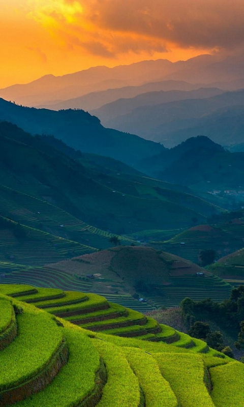 Rice farms, landscape, horizon, mountains, Philippines, 480x800 wallpaper