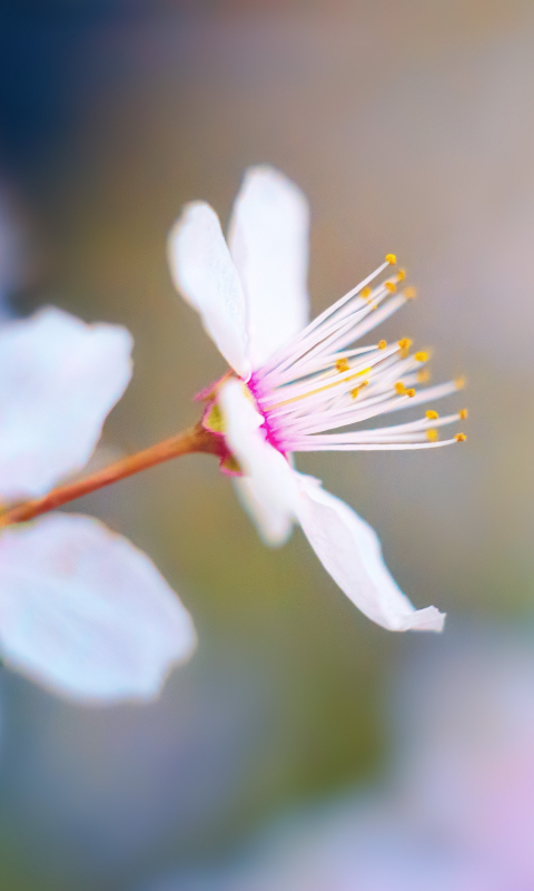 Download 480x800 Wallpaper Spring Cherry Flowers Blossom Blur Nokia