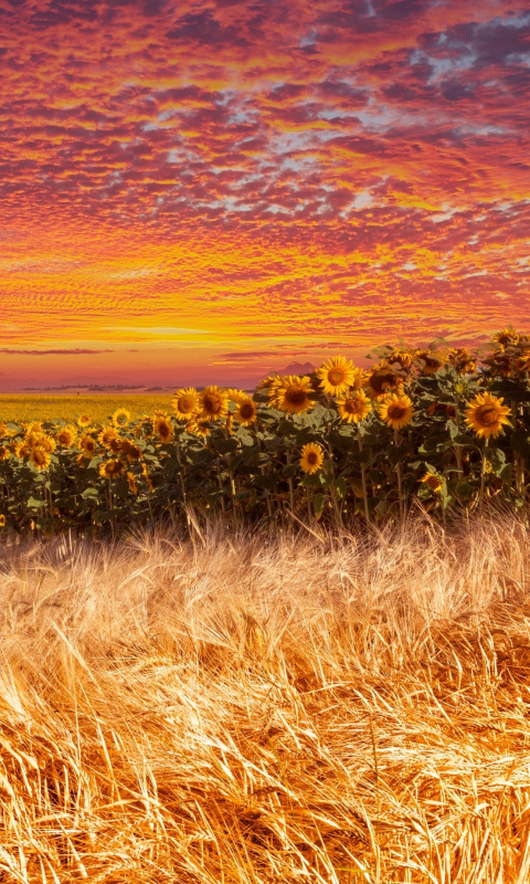 Wheat and sunflower farm, sunset, 480x800 wallpaper
