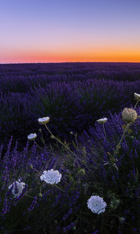 Lavenders, meadow, flowers, sunset, 480x800 wallpaper