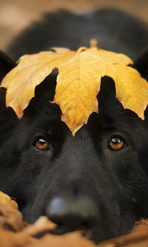 Dog and autumn, cute stare, close up, 480x800 wallpaper