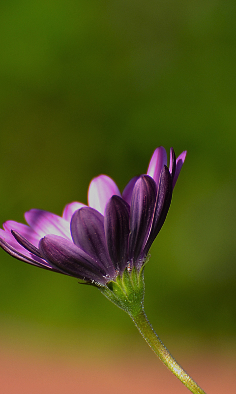 Download wallpaper 480x800 purple flower, close up, blur, bloom, nokia ...