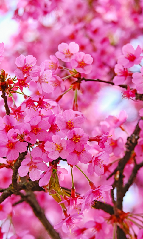 Cherry blossom, pink flowers, nature, 480x800 wallpaper