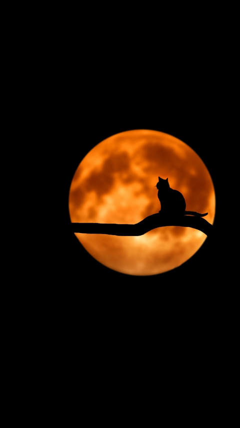Moon, cat, minimal, silhouette, art, 480x854 wallpaper