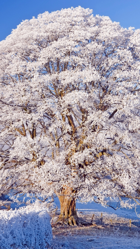 Winter, big tree, snowfrost, nature, 480x854 wallpaper