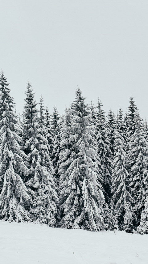 White, snow layer, pine trees, nature, 480x854 wallpaper