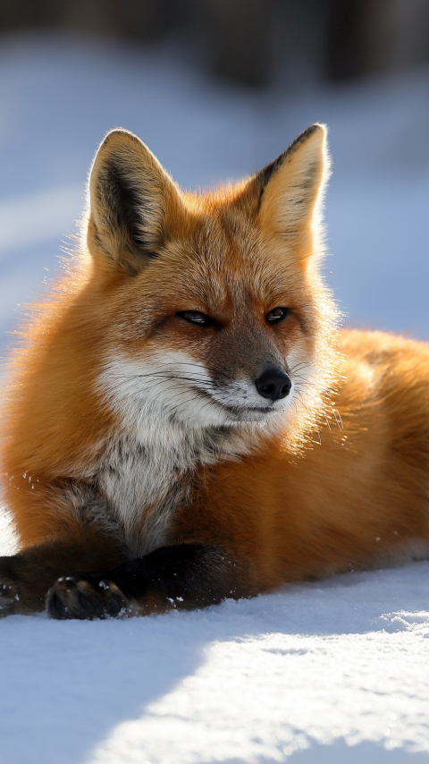 Download Wallpaper 480x854 Predator Red Fox Animal 5k, Nokia Lumia 630 