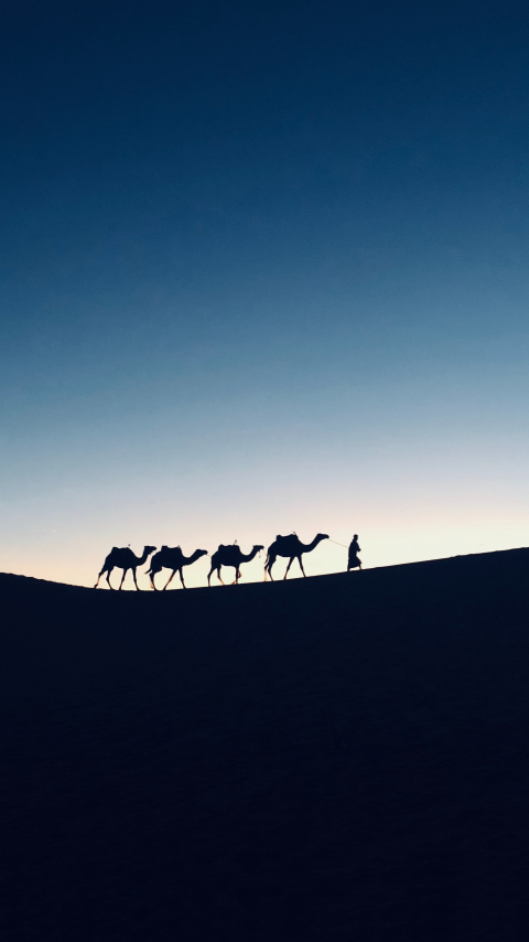 Silhouette, sunset, camel, Morocco, 480x854 wallpaper