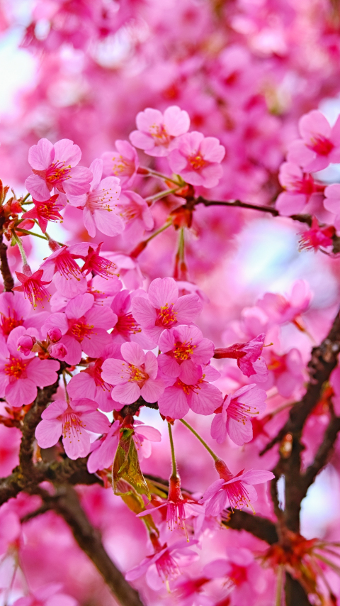 Cherry blossom, pink flowers, nature, 480x854 wallpaper