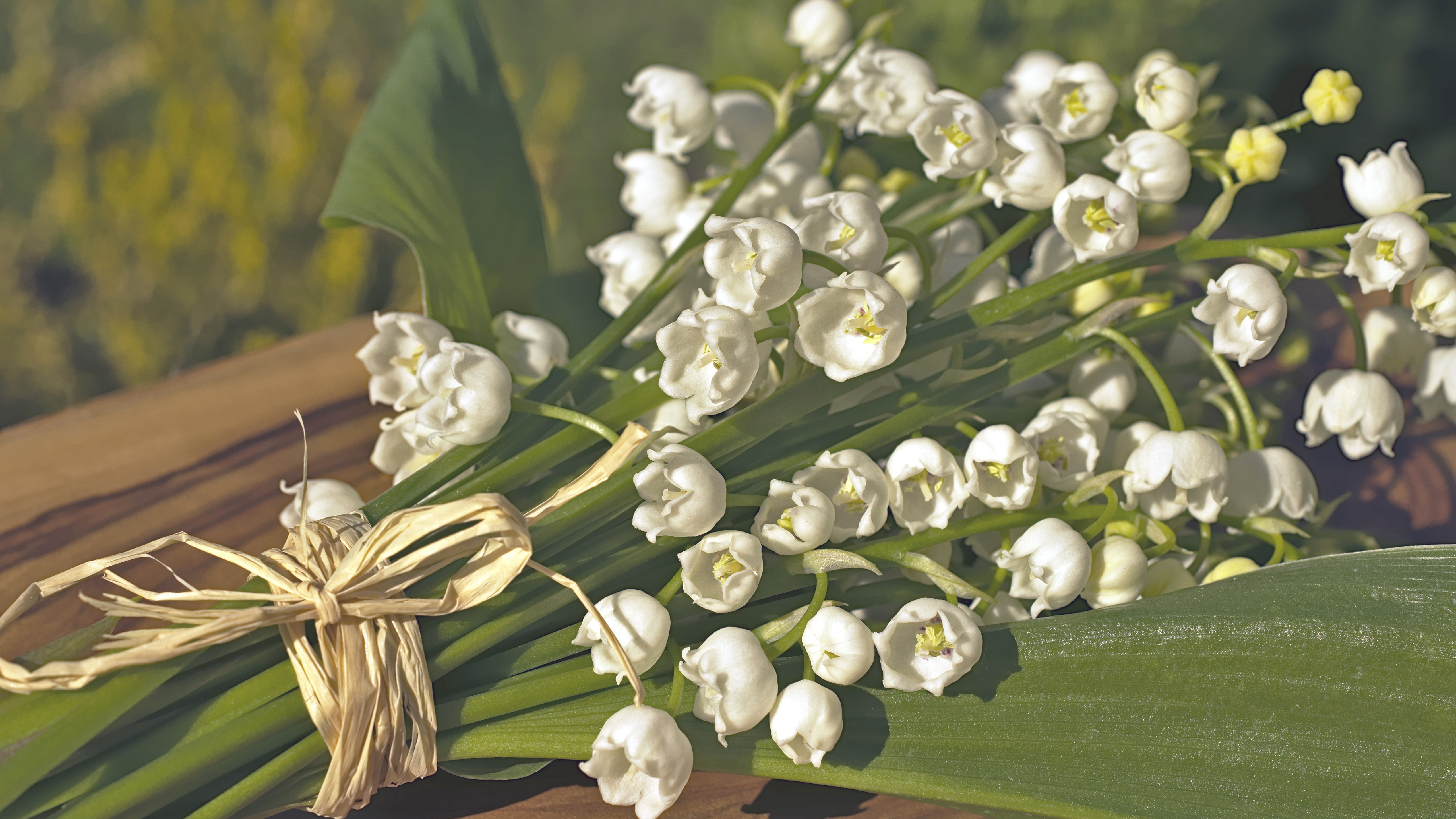 Lily of the valley