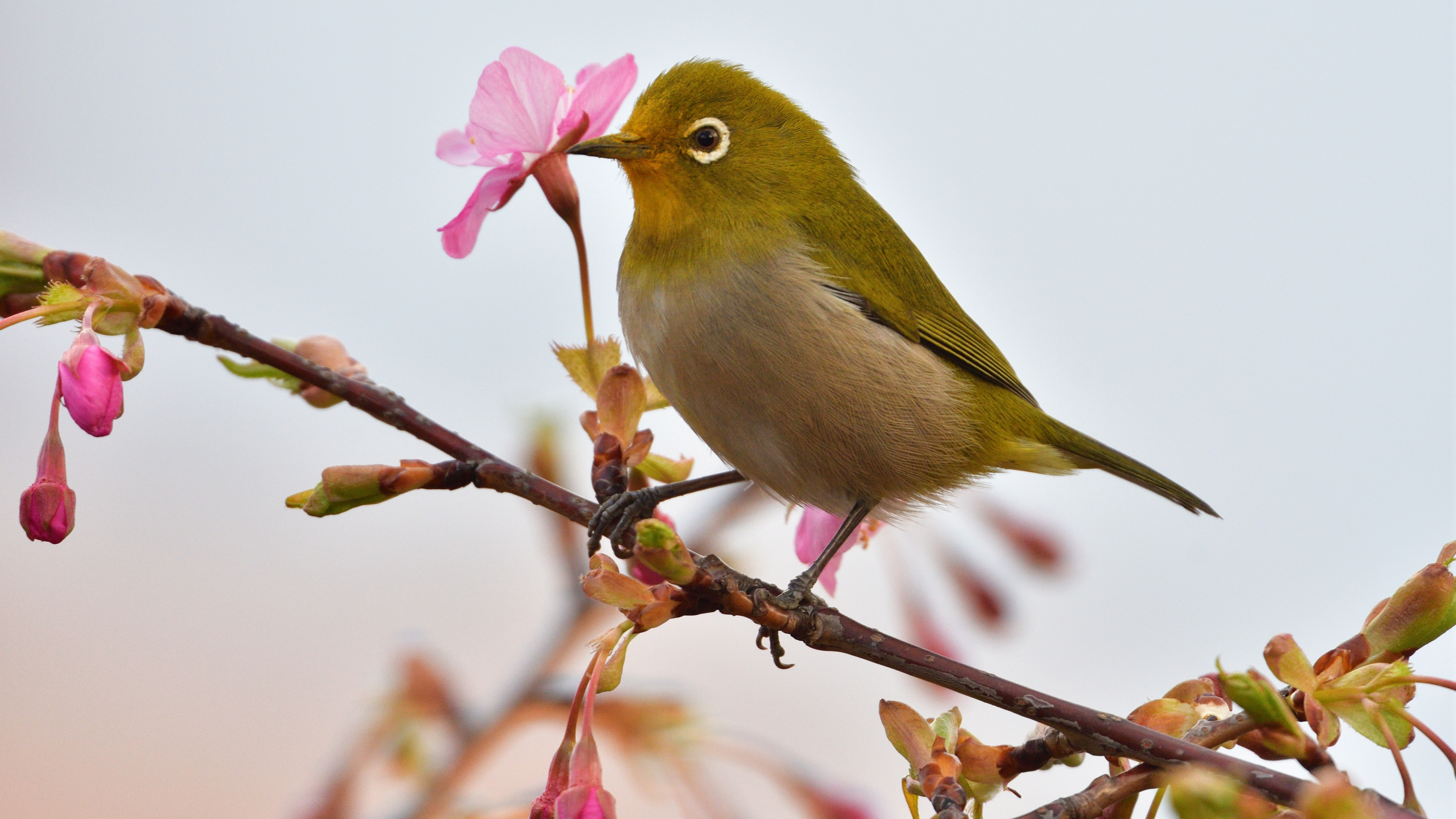 японские птицы фото