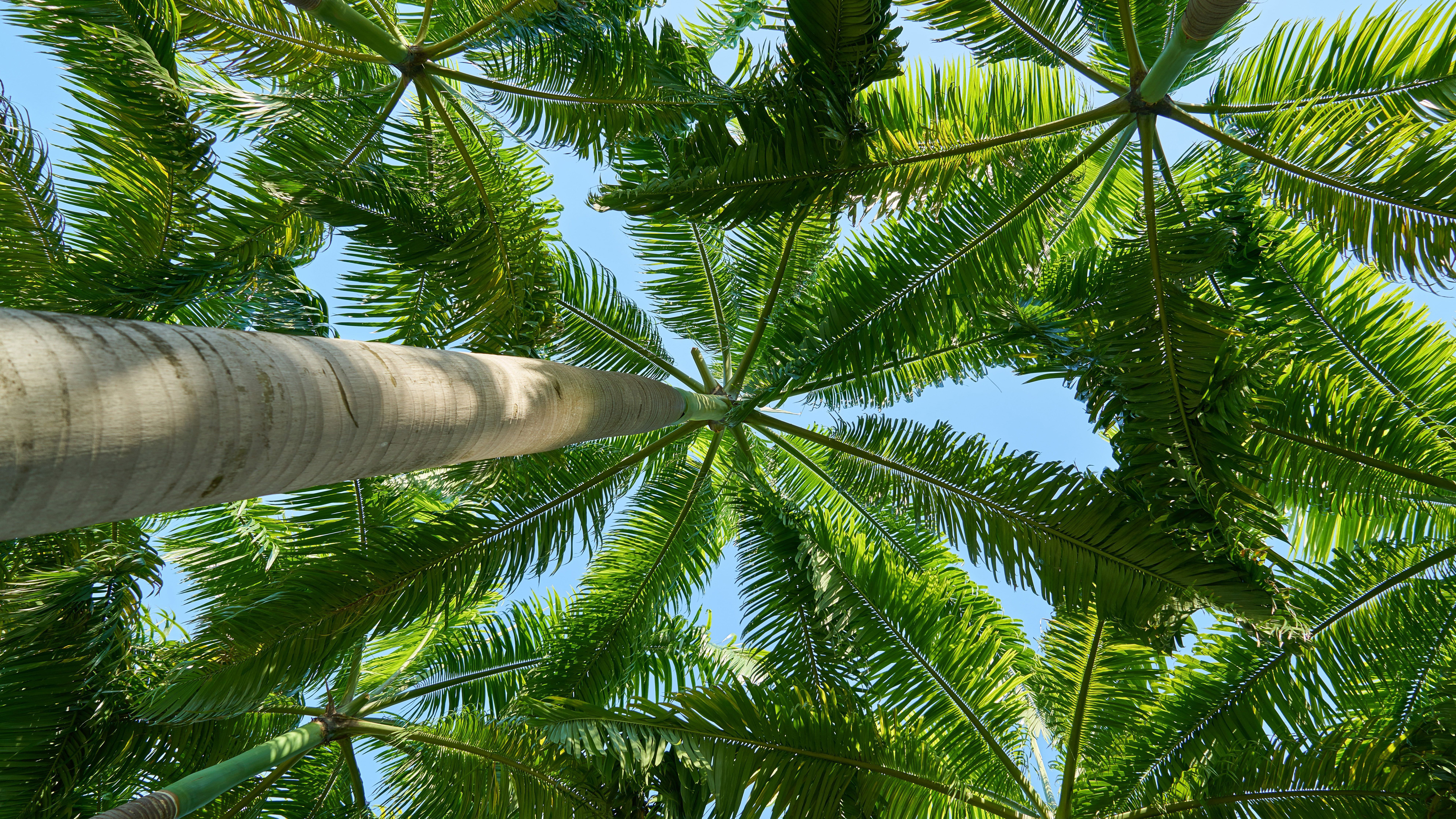 What Did The Hurricane Say To The Coconut Palm Tree