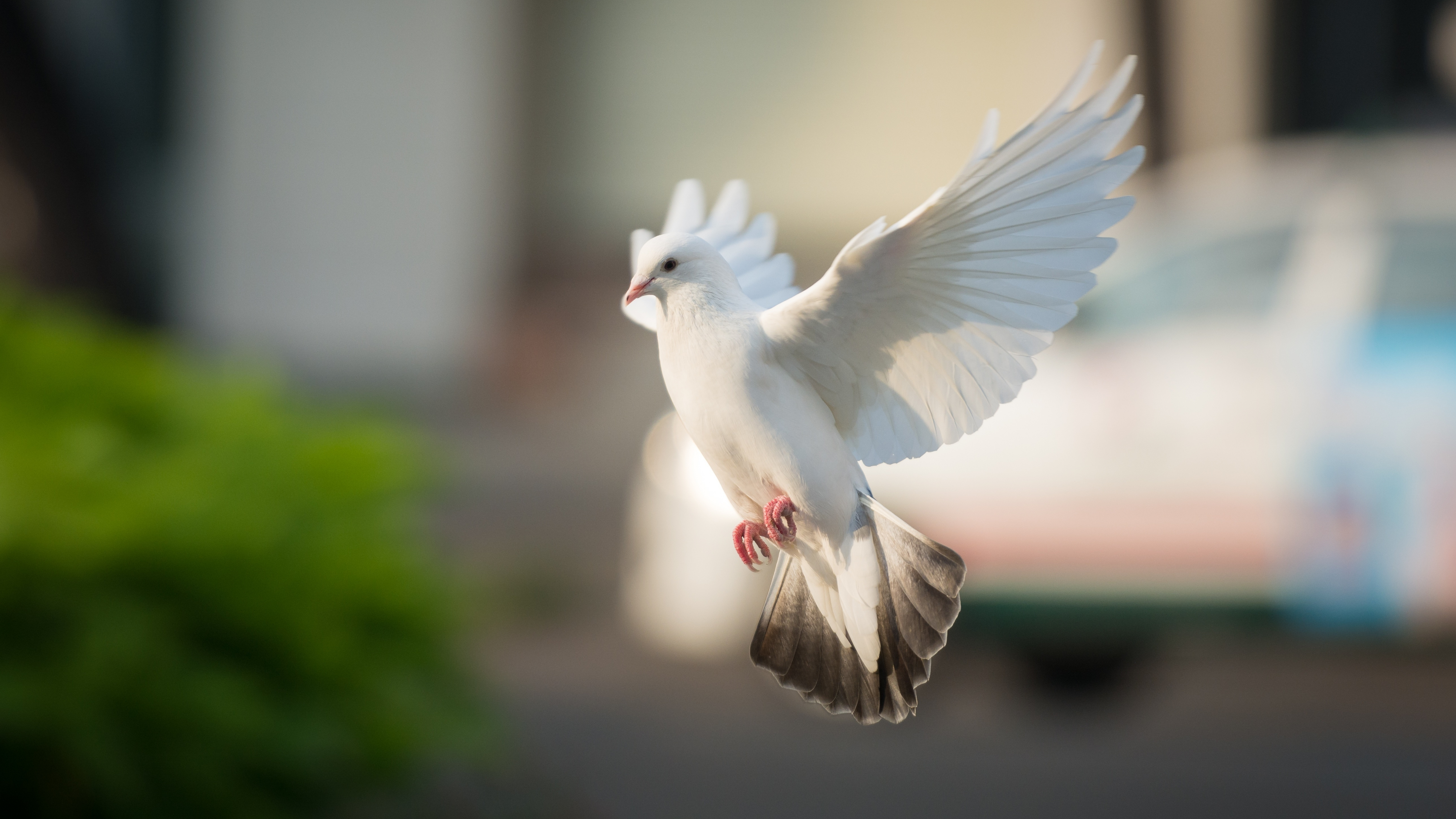 White dove, bird, flight, 5120x2880 wallpaper.