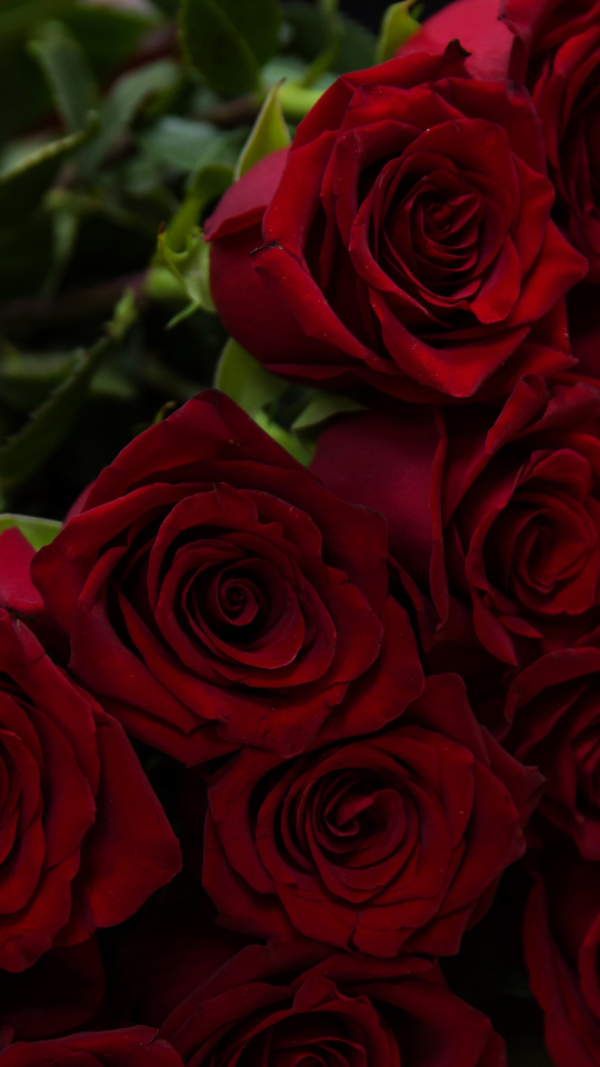 Download wallpaper 540x960 beautiful, flowers, red roses, samsung ...