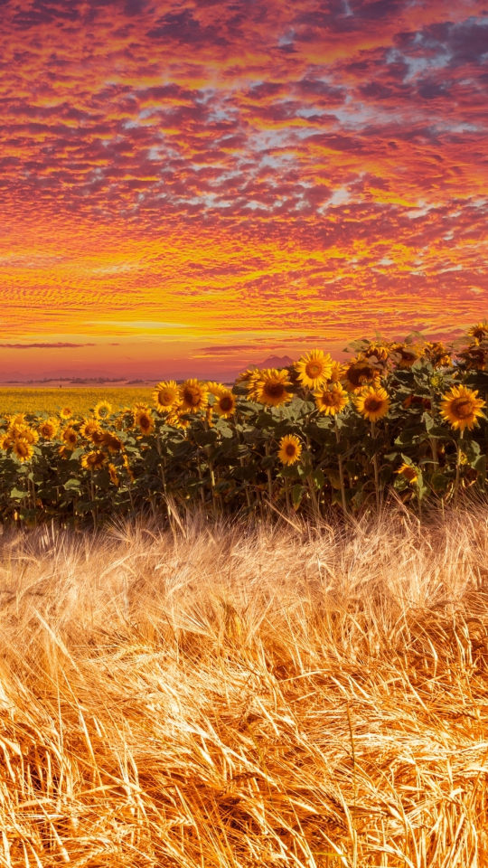 Wheat and sunflower farm, sunset, 540x960 wallpaper