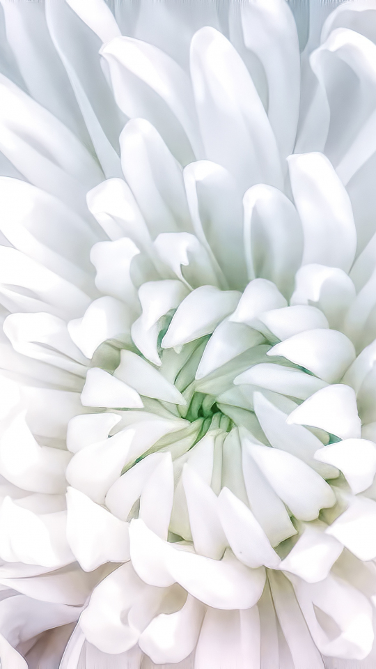 Download wallpaper 540x960 flower, white, close up, samsung galaxy s4 mini, microsoft  lumia 535, philips xenium, lg l90, htc sensation, 540x960 hd background,  24748
