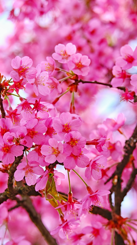 Cherry blossom, pink flowers, nature, 540x960 wallpaper