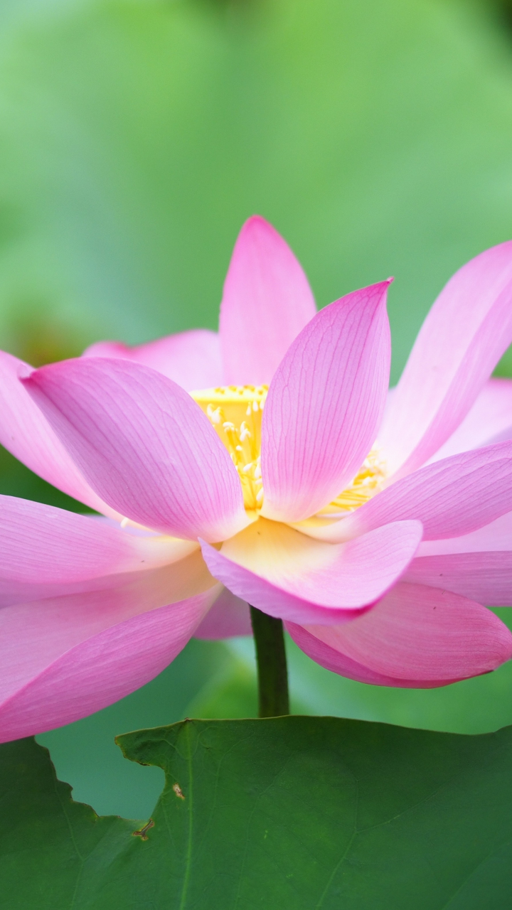 Download wallpaper 720x1280 botanic, flora, close up, lotus, bloom ...