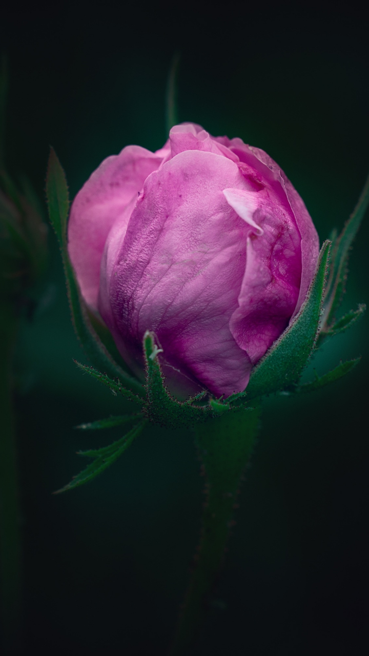 Download wallpaper 720x1280 bud, dark, pink rose, samsung galaxy mini ...