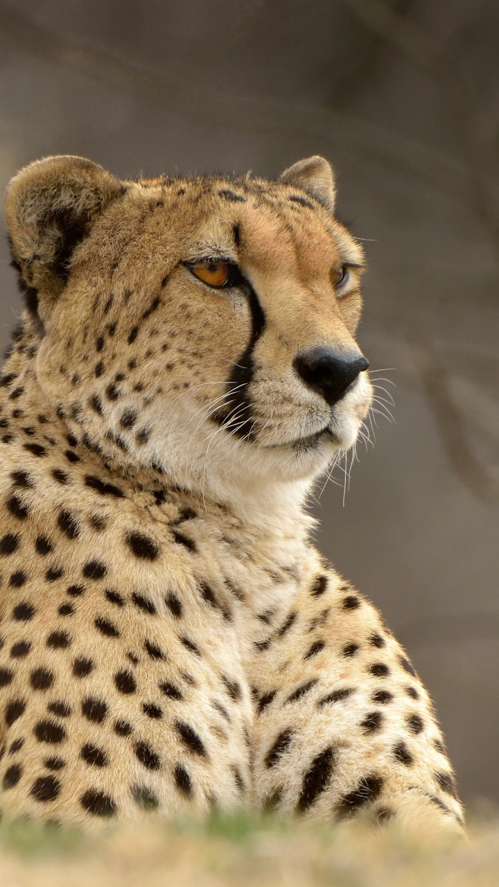 cheetah predators