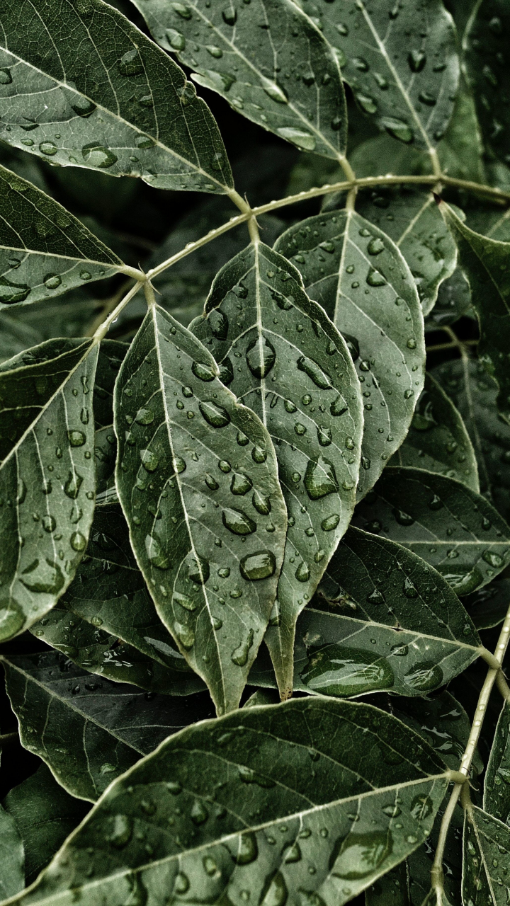 Download green leaves, water drops 720x1280 wallpaper, samsung galaxy