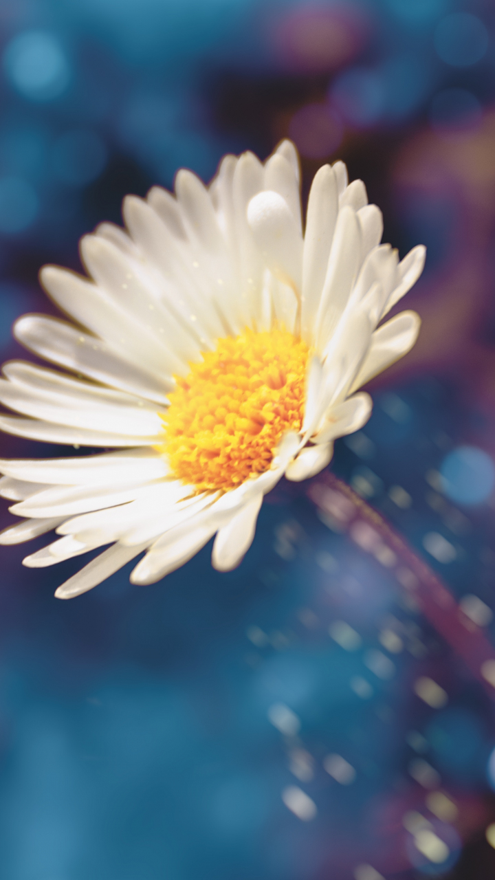 Download wallpaper 720x1280 daisy, bokeh, bloom, portrait, samsung ...