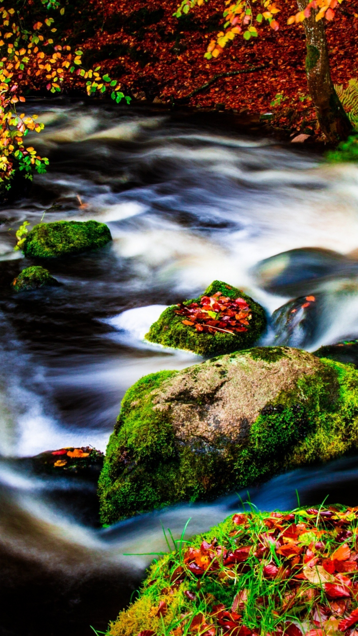 Download wallpaper 720x1280 body of water, outdoor, forest, river ...