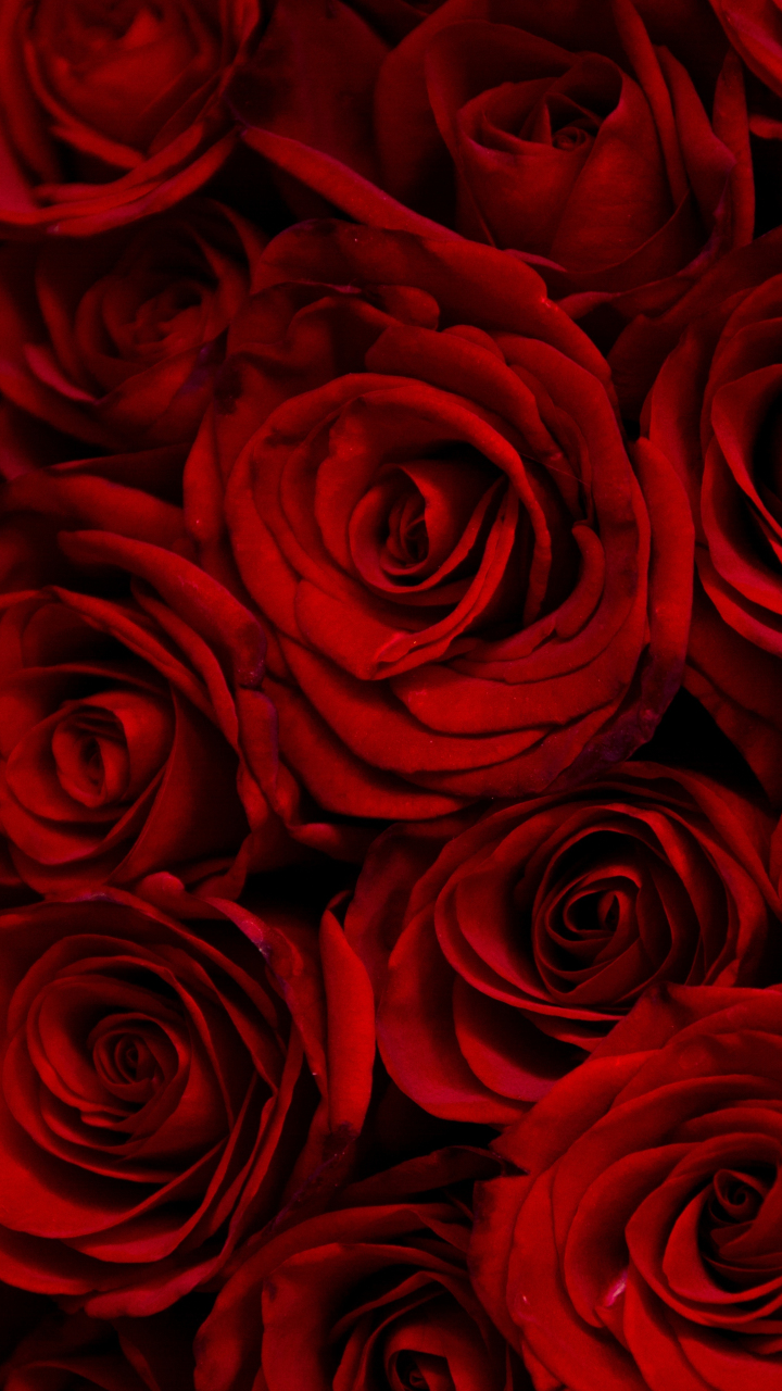 Dark, red roses, decorative, 720x1280 wallpaper