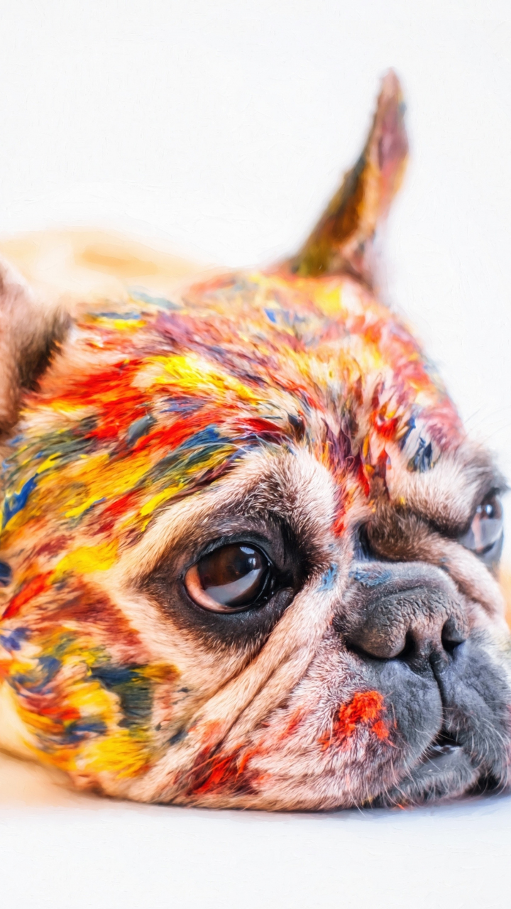 21+ Colorful Wallpaper Dog Images