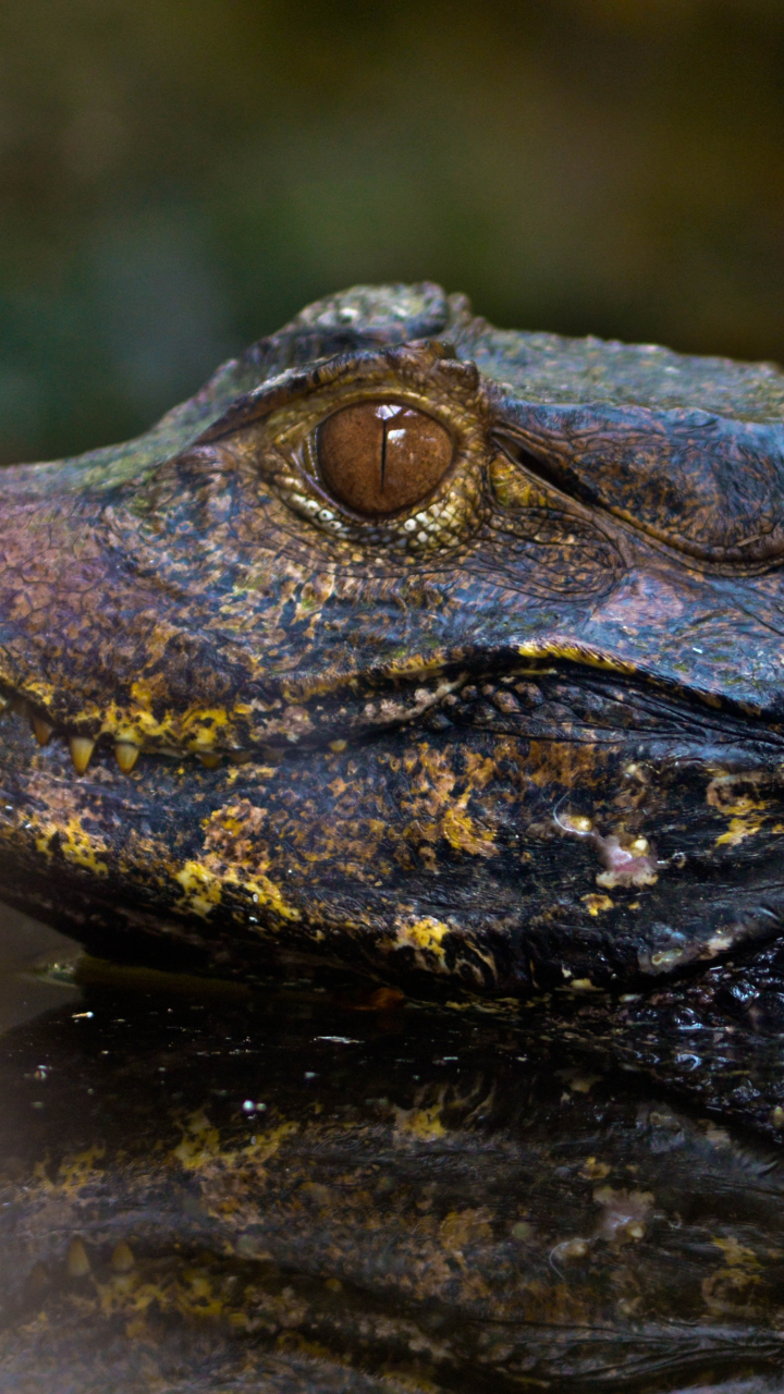 Download wallpaper 720x1280 alligator, muzzle, reflections, animals ...