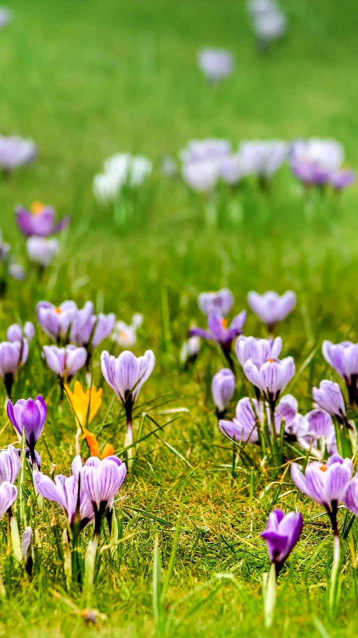 Download wallpaper 720x1280 grass, flowers, meadow, crocus, samsung ...