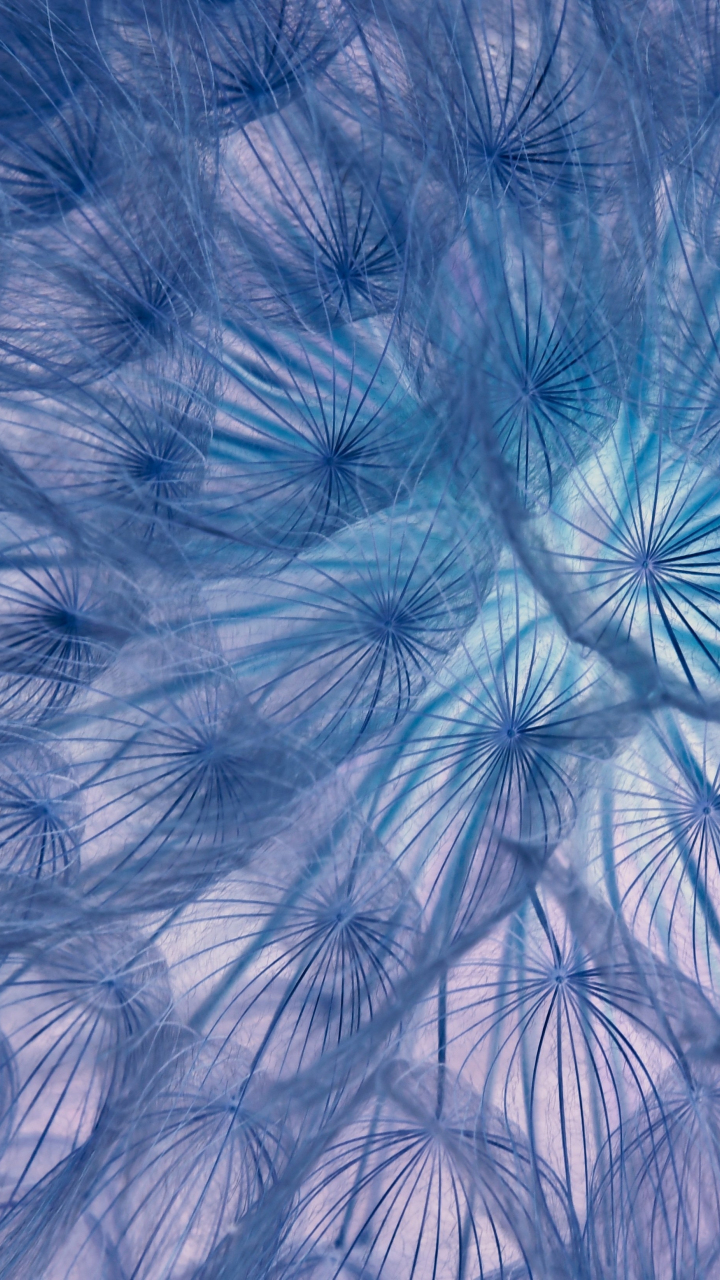 Flower, threads, close-up, dandelion, 720x1280 wallpaper