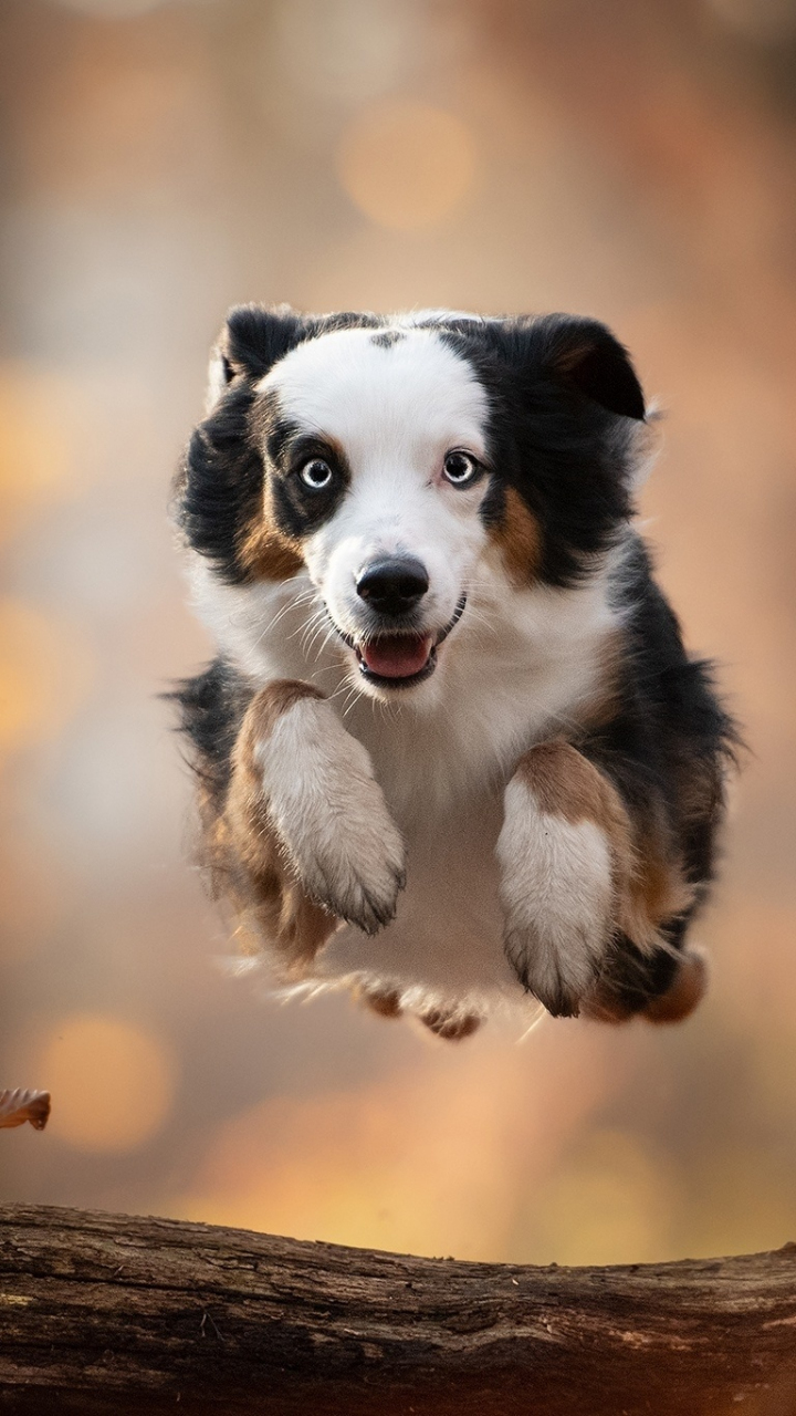 Download wallpaper 720x1280 dog, outdoor, portrait, australian shepherd ...