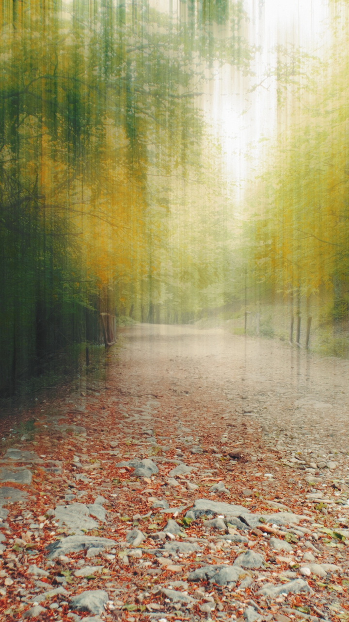 Download wallpaper 720x1280 forest, path, foliage, autumn, blurry ...