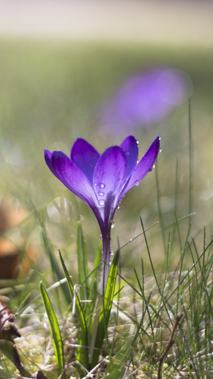 Download wallpaper 720x1280 crocus, grass, bloom, blur, samsung galaxy ...