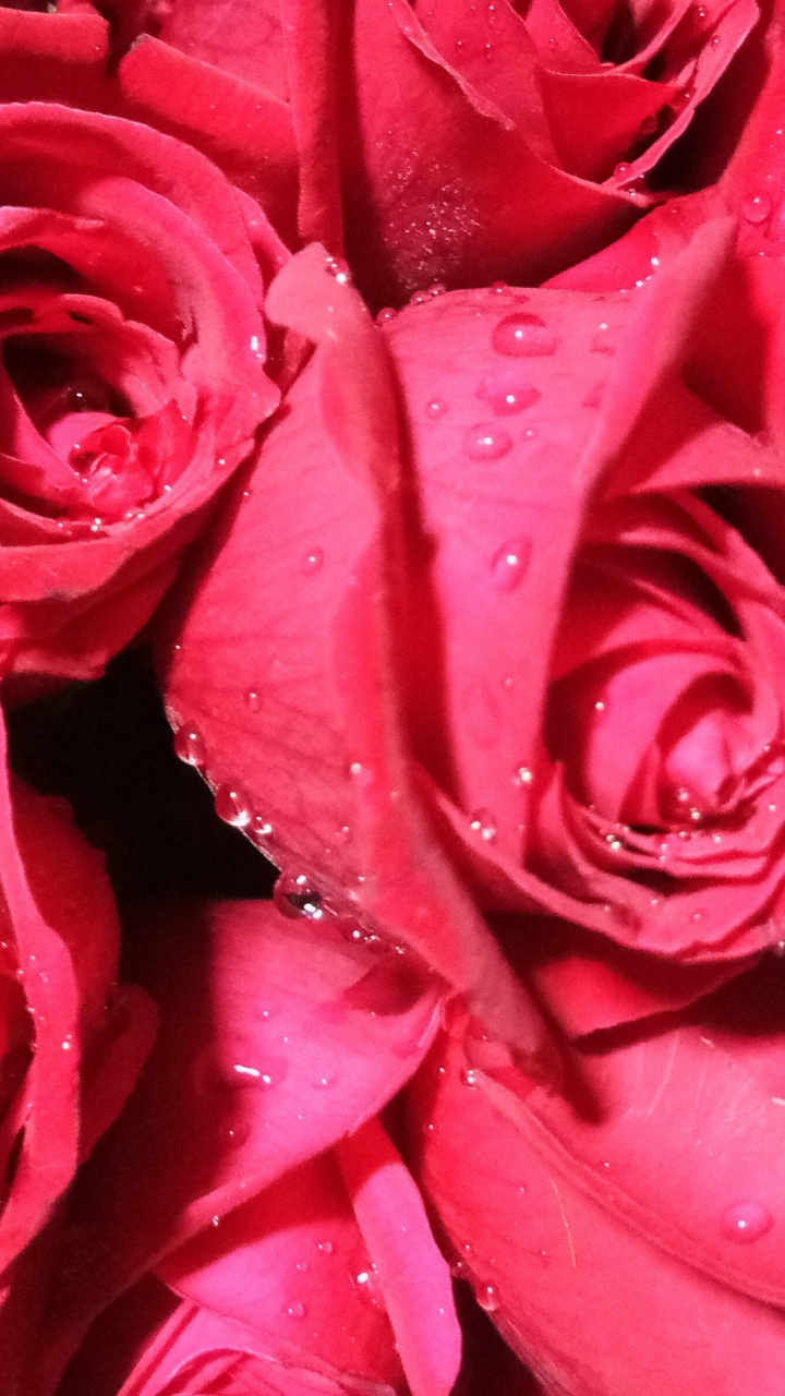Download 720x1280 Wallpaper Bunch Of Roses Red Flower Drops Samsung