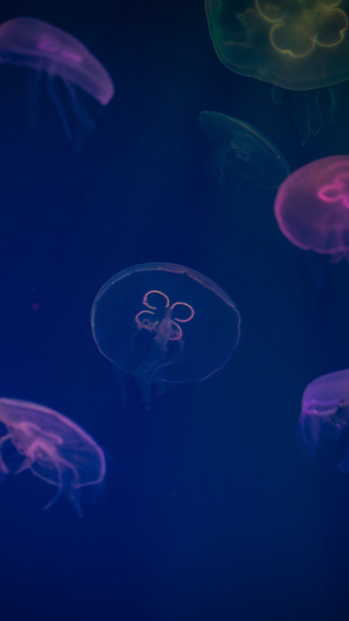 Download jellyfish, animals, underwater, digital art, colorful 720x1280 ...