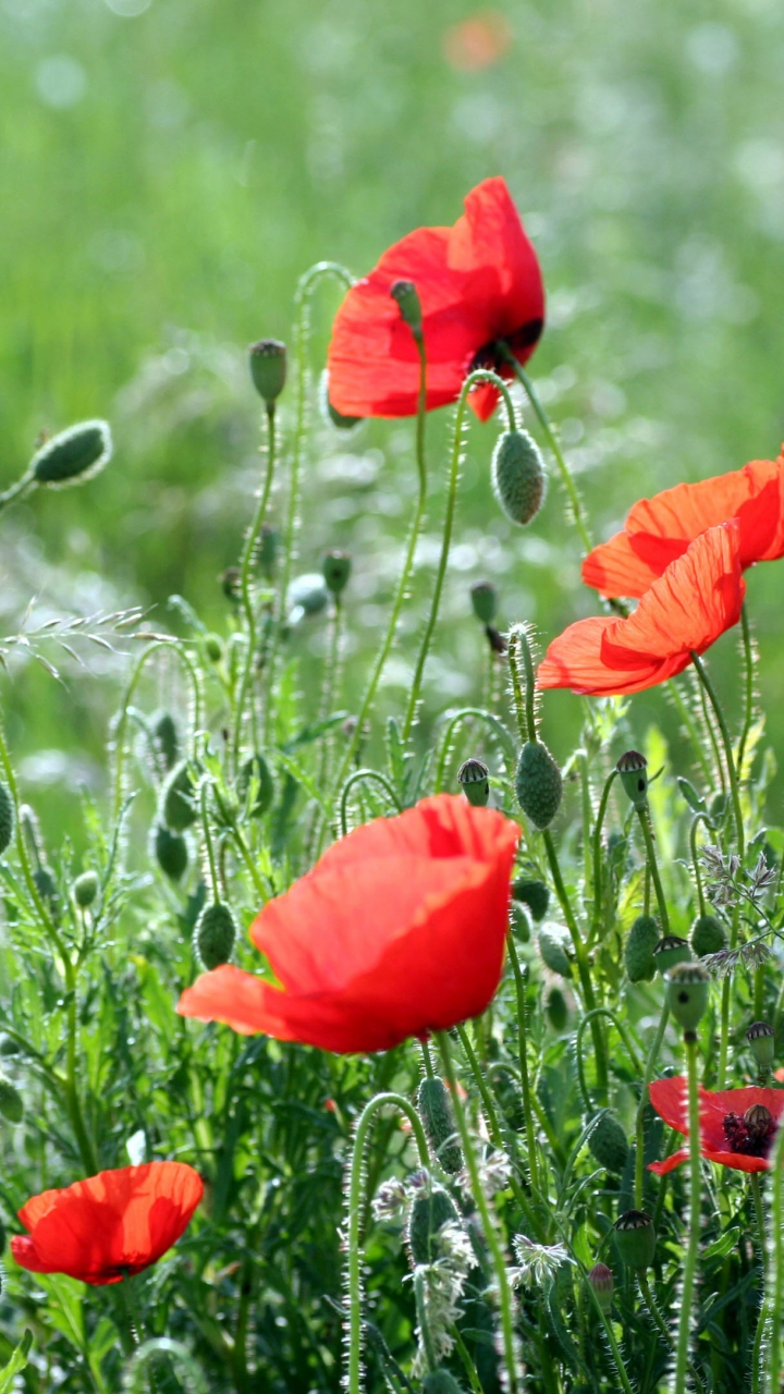 Download wallpaper 720x1280 plants, poppy, red flowers, summer, samsung ...