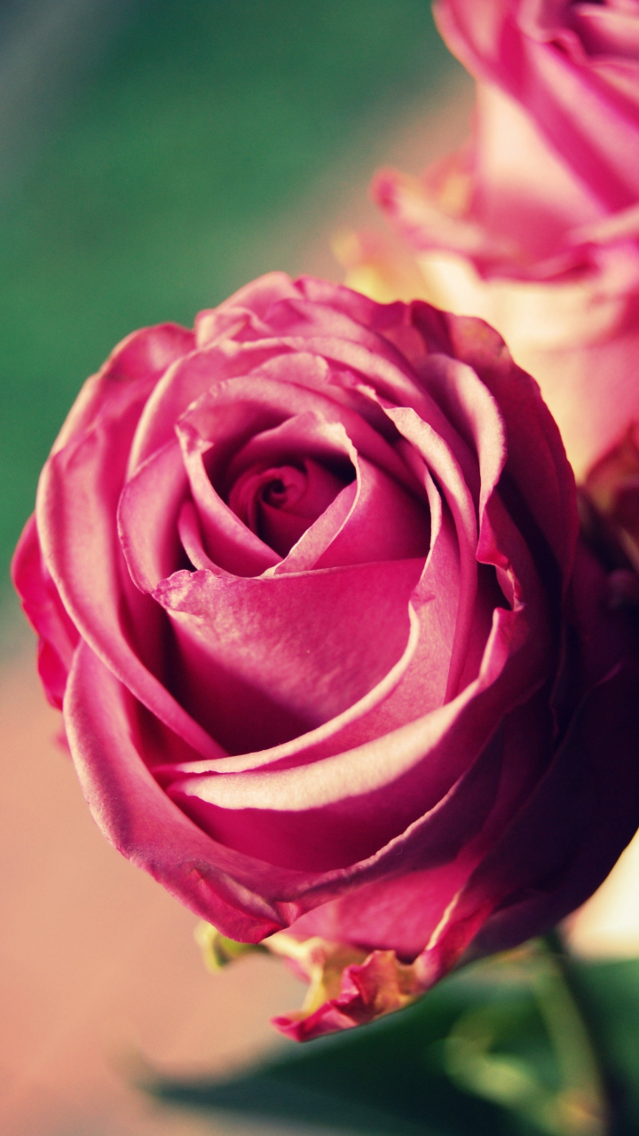 Download 720x1280 wallpaper lovely rose, pink flower, close up, bloom ...