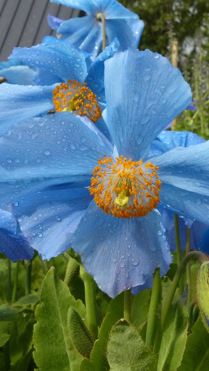 Download 720x1280 wallpaper blue poppy, flowers, summer, drops, samsung galaxy mini s3, s5, neo