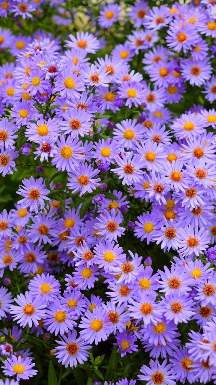 Spring blue purple flowers 750x1334 iPhone 8766S wallpaper background  picture image