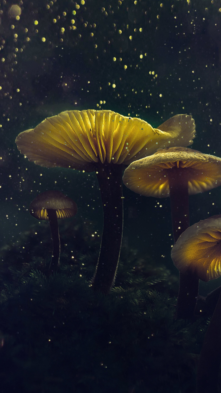 Mushrooms art HD phone wallpaper  Peakpx