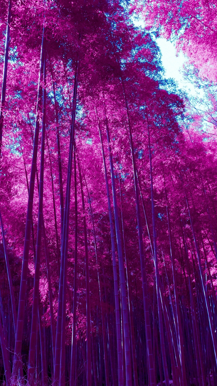 Bamboo forest in sunlight zen photo wallpaper  TenStickers