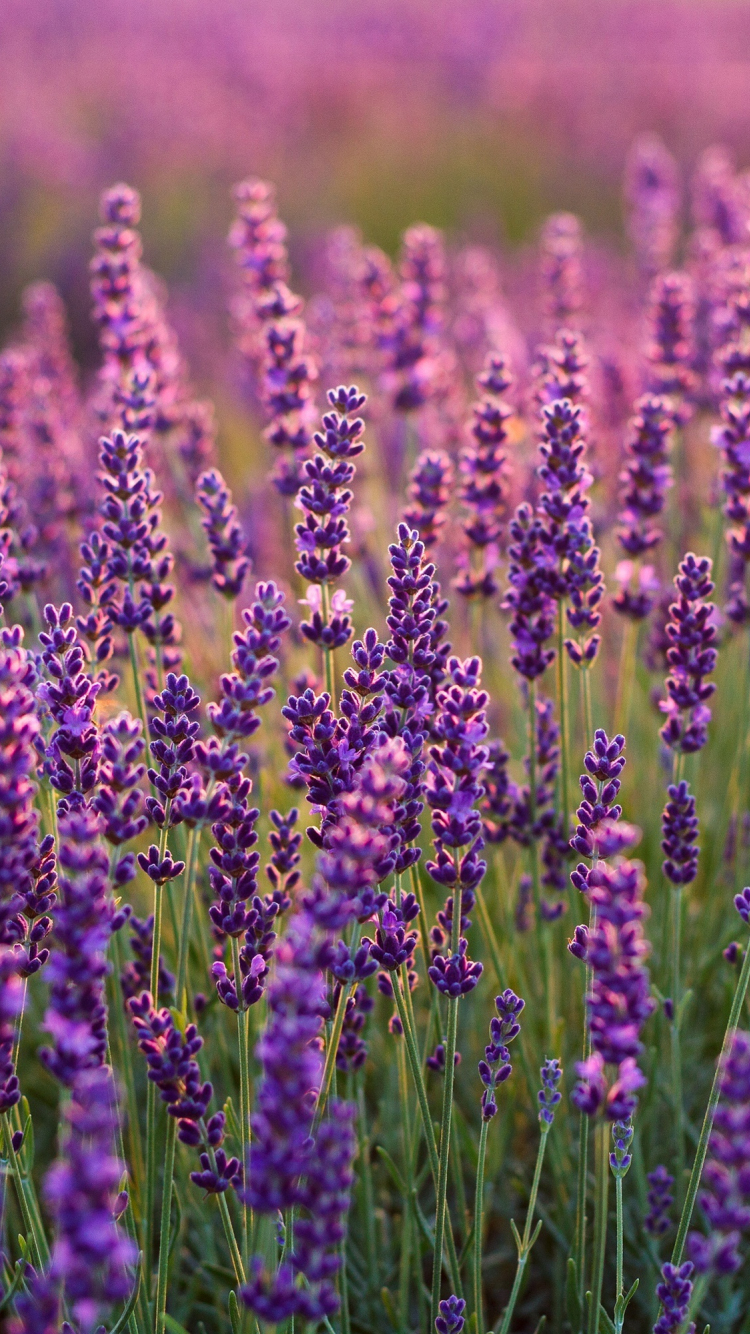 Lavender Field  Purple Sunset wallpapers  Campi di lavanda Tramonto  viola Natura