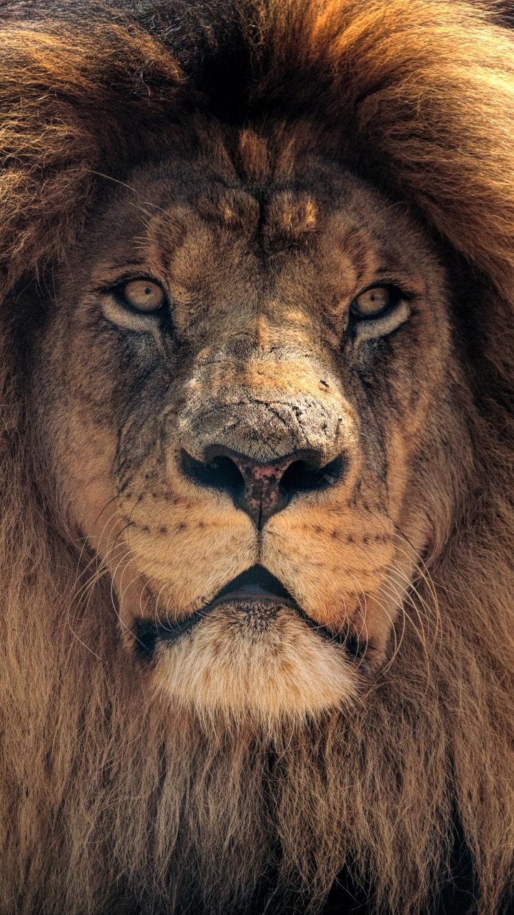 Download wallpaper 750x1334 lion, beast, muzzle, predator, iphone 7, iphone  8, 750x1334 hd background, 170